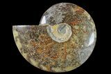 Polished Ammonite (Cleoniceras) Fossil - Madagascar #166396-1